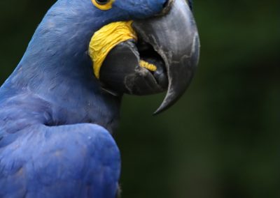 Large Bird Mask – May 22, 2026